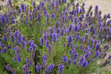 Load image into Gallery viewer, Herb - Hyssop