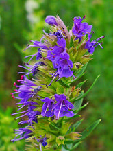 Load image into Gallery viewer, Herb - Hyssop