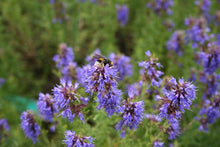 Load image into Gallery viewer, Herb - Hyssop