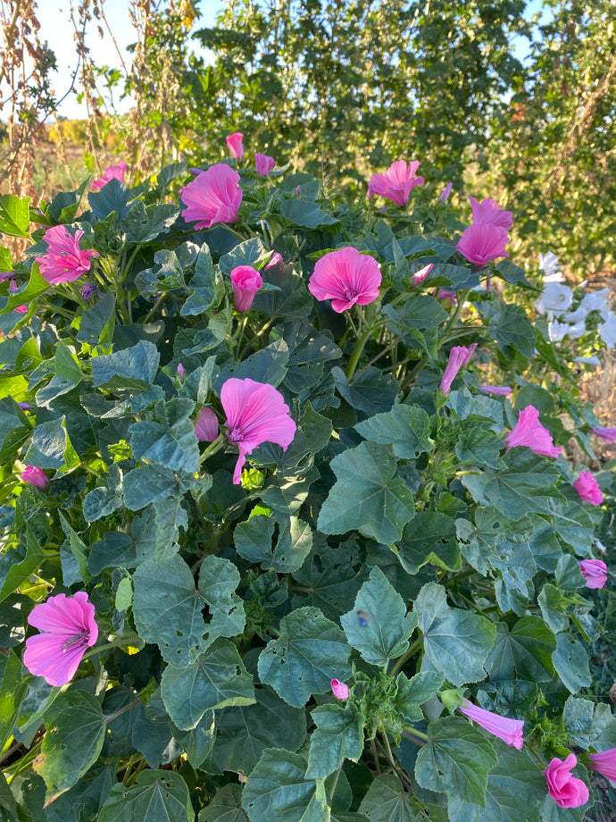 Flower - Lavatera,  Silver Cups Rose Mallow