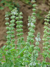 Load image into Gallery viewer, Basil - Lemon Lime