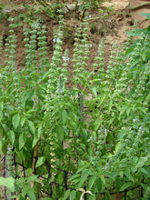 Load image into Gallery viewer, Basil - Lemon Lime