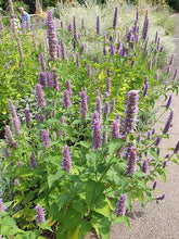 Load image into Gallery viewer, Herbs - Korean Licorice Mint