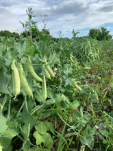 Load image into Gallery viewer, Peas - Magnolia Blossom Snap Pea