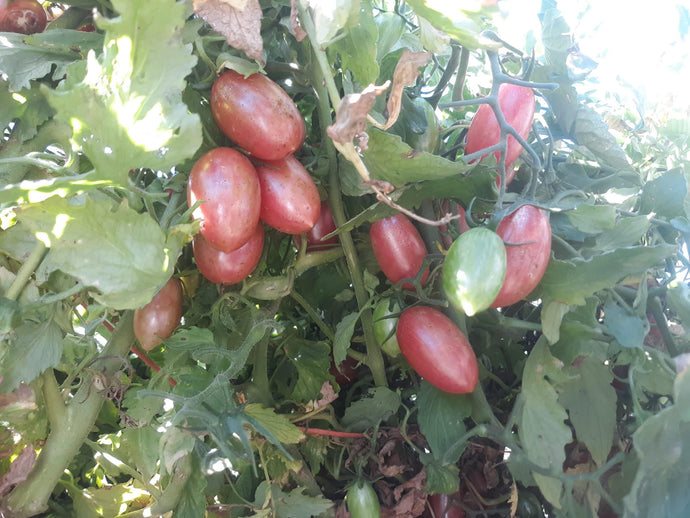 Tomato - Maglia Rosa