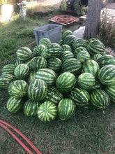 Load image into Gallery viewer, Melon - Sweet Dakota Rose Watermelon