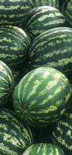 Load image into Gallery viewer, Melon - Sweet Dakota Rose Watermelon
