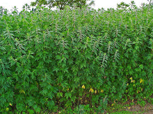 Load image into Gallery viewer, Herb - Motherwort