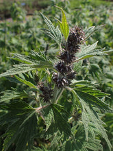Load image into Gallery viewer, Herb - Motherwort