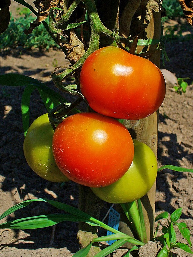 Tomato -  Nepal Red