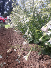 Load image into Gallery viewer, Flower - Jasmine Nicotiana