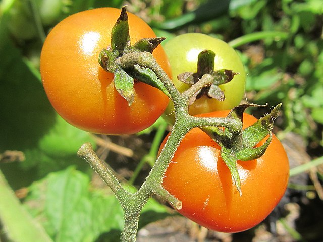 Tomato - Russian Orange Banana – MASA Seed Foundation