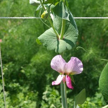 Load image into Gallery viewer, Peas - Magnolia Blossom Snap Pea