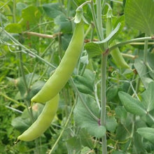 Load image into Gallery viewer, Peas - Magnolia Blossom Snap Pea