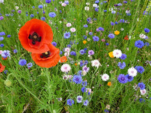Load image into Gallery viewer, Flower - Double Ruffled Salmon Poppy
