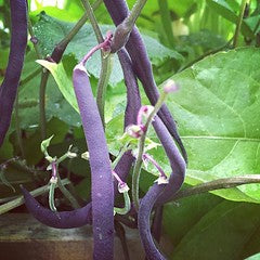Snap Bean -  Purple Dove Bush