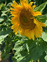 Load image into Gallery viewer, Flower - Sunflower / Purple Mammoth
