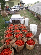Load image into Gallery viewer, 2025 Summer Sown Staple Crop Garden  ~ The Regenerative Rancher Collection