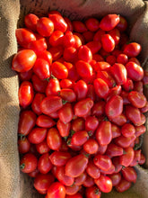 Load image into Gallery viewer, Tomato - Gila Roma Paste