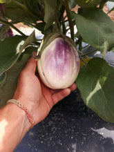 Load image into Gallery viewer, Eggplant - Rosa Bianca