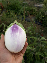 Load image into Gallery viewer, Eggplant - Rosa Bianca
