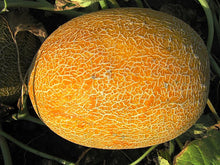 Load image into Gallery viewer, Melon - Sharlyn