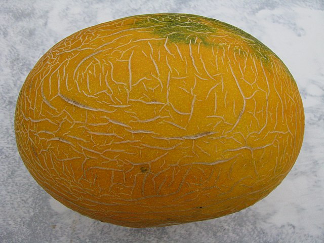 Melon - Sharlyn