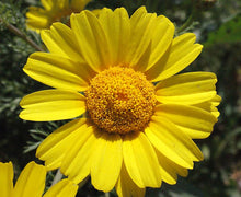 Load image into Gallery viewer, Flower - Shingiku Edible Chrysanthemum
