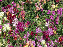 Load image into Gallery viewer, Flower - Snap Dragon Rocket Mixed Colors