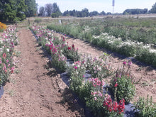 Load image into Gallery viewer, Flower - Snap Dragon Rocket Mixed Colors