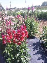 Load image into Gallery viewer, Flower - Snap Dragon Rocket Mixed Colors