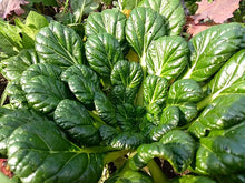 Load image into Gallery viewer, Tatsoi - Dark Green Leafy Tatsoi