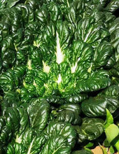 Load image into Gallery viewer, Tatsoi - Dark Green Leafy Tatsoi