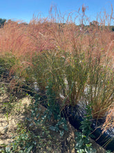 Load image into Gallery viewer, Grain - Ivory Maskal Teff