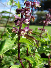 Load image into Gallery viewer, Basil - Cinnamon Thai