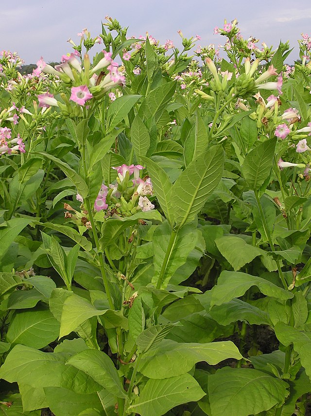 cisca tobacco Herb cisca tobacco Herb