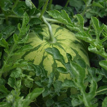Load image into Gallery viewer, Melon - Crimson Sweet Watermelon