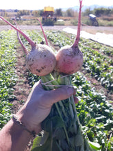Load image into Gallery viewer, Radish - Watermelon