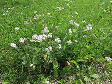 Load image into Gallery viewer, Herb - White Yarrow