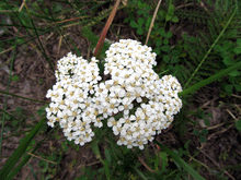 Load image into Gallery viewer, Herb - White Yarrow