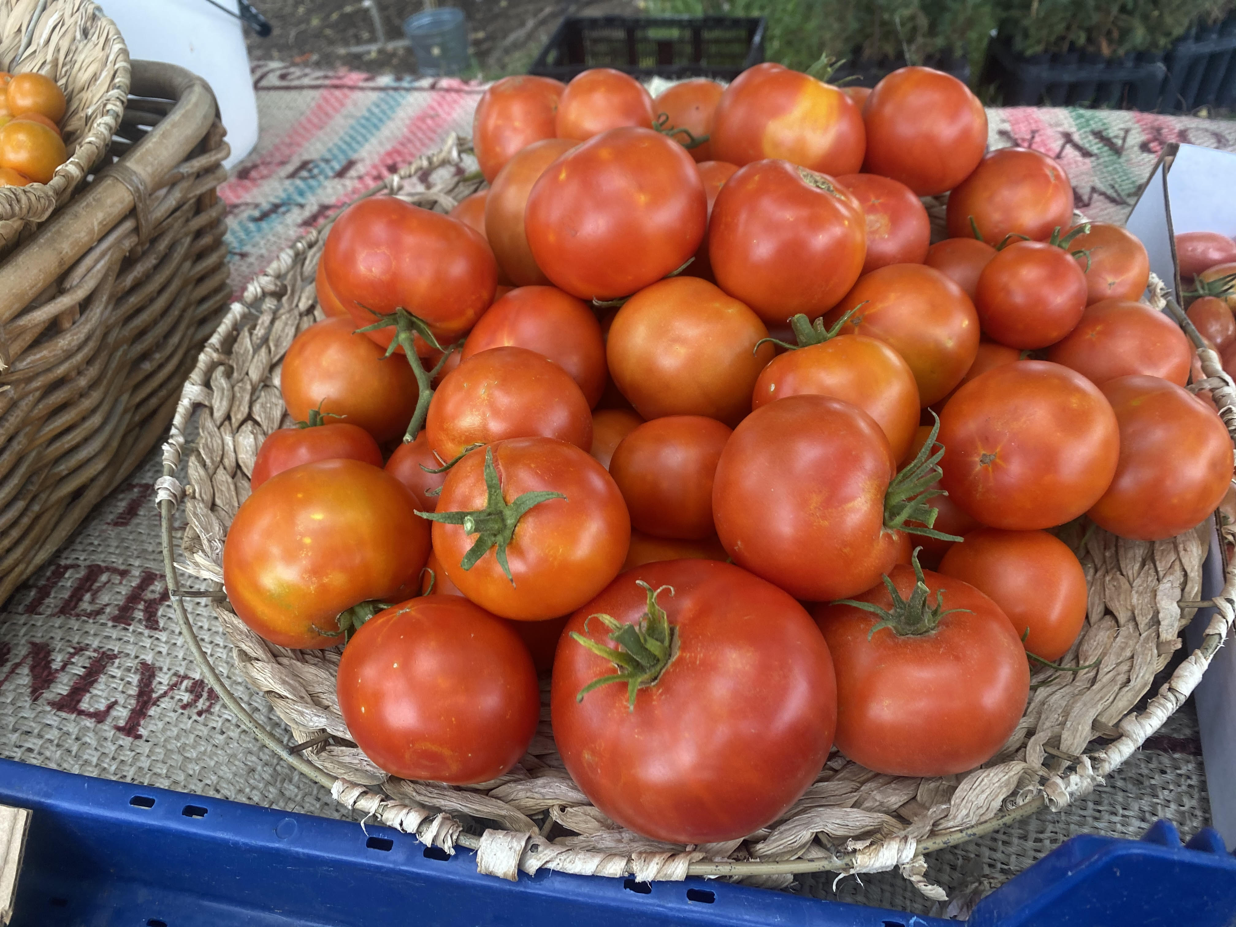 Tomato - Wisconsin 55 – MASA Seed Foundation