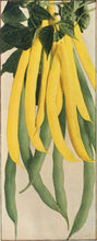 Load image into Gallery viewer, 2025 Summer Sown Staple Crop Garden  ~ The Regenerative Rancher Collection