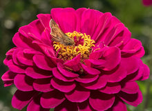 Load image into Gallery viewer, Flower - Zinnia / Cal Giants