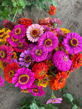 Load image into Gallery viewer, Flower - Zinnia / State Fair