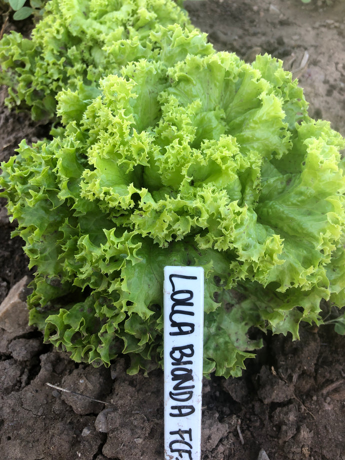 Lettuce - Lolla Bionda