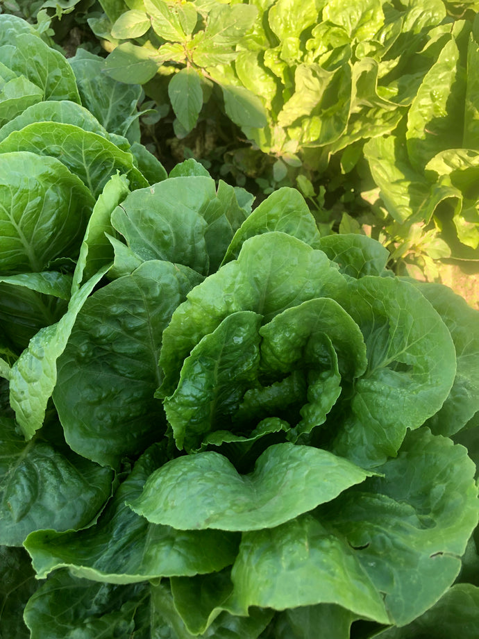 Lettuce - Solid Green Romaine