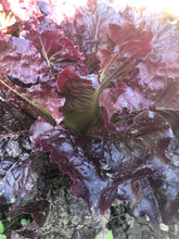 Load image into Gallery viewer, Lettuce - Out-RED-Geous Red Romaine
