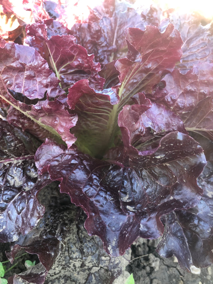 Lettuce - Out-RED-Geous Red Romaine