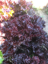 Load image into Gallery viewer, Lettuce - Merlot
