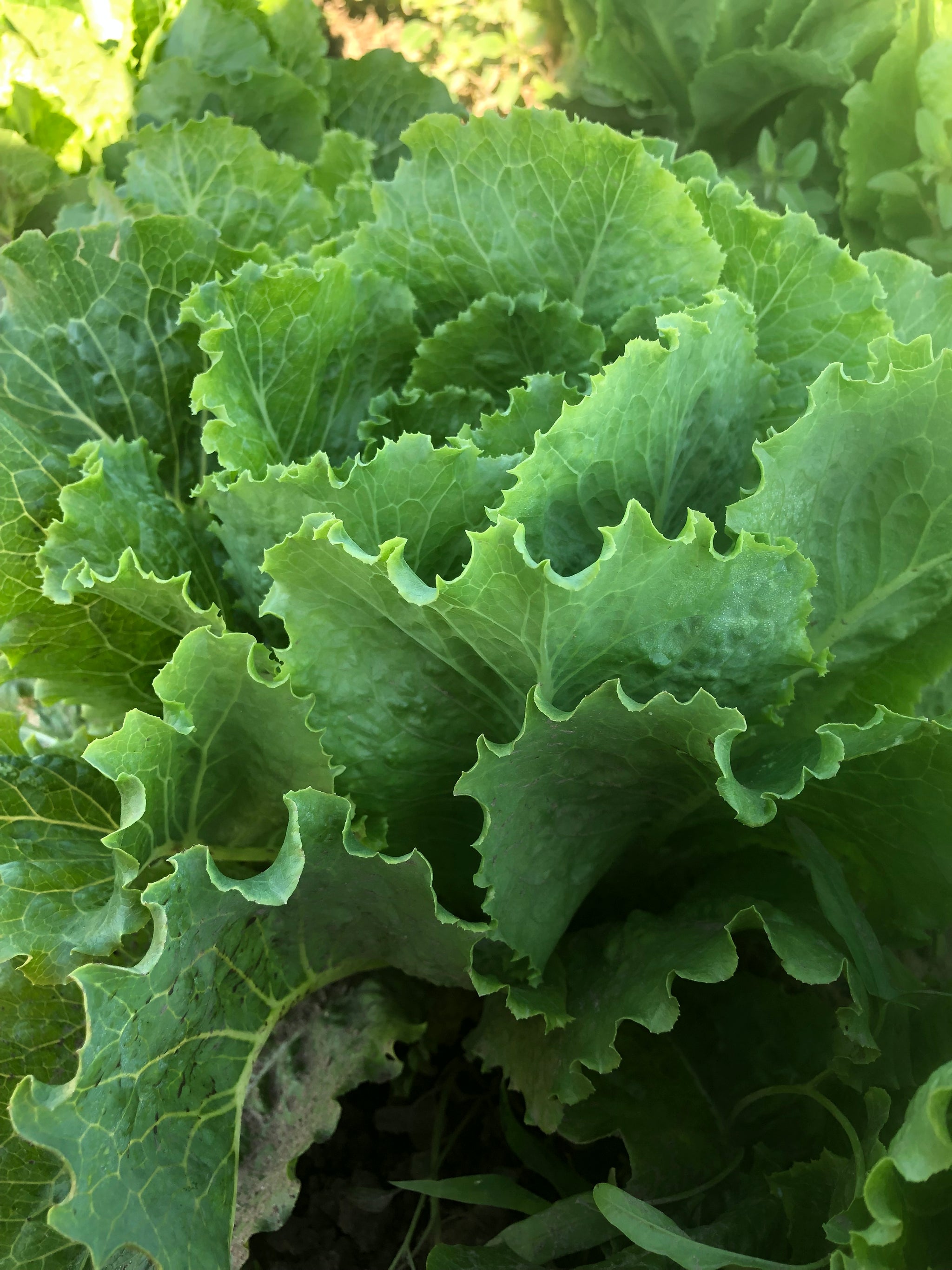 野菜 Po-masa Lettuce and Greens – Tagged 